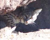 Wild cat, Desert Museum